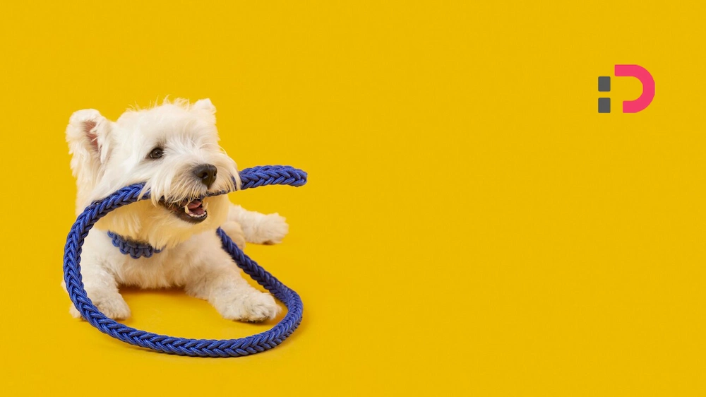 آیا سگ‌ها واقعاً می‌خندند یا فقط شاد هستند؟ | راز خنده سگ‌ها در پت‌شاپ آنلاین پتدونی 1404